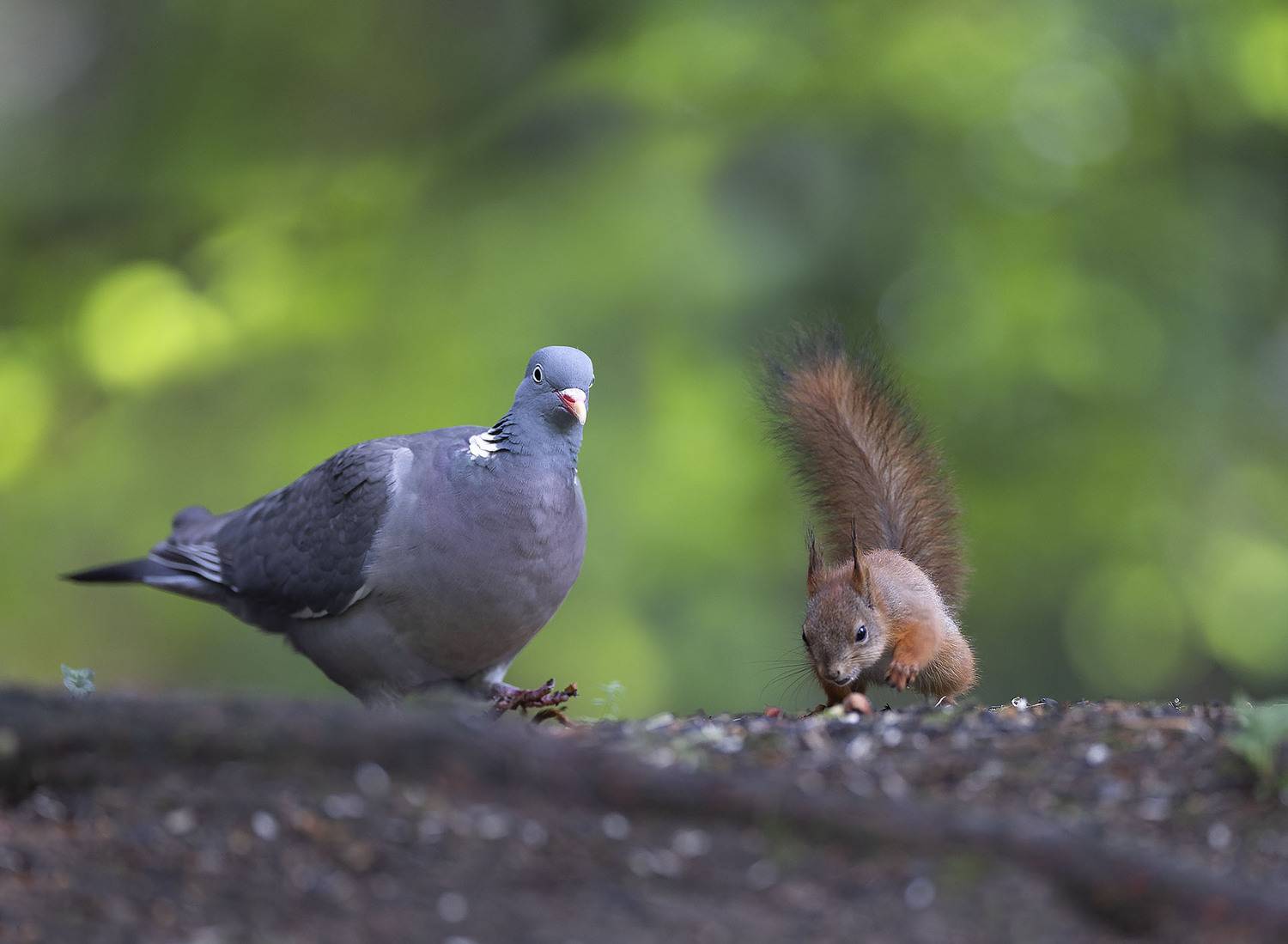 вяхирь, белка, лес, встреча, squirrel, bird,forest, nature, Стукалова Юлия