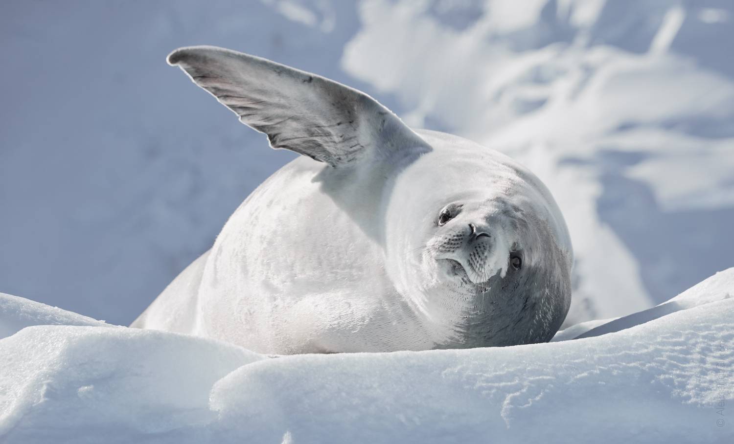 Антарктида Антарктика Antarctica , Гиль Александр