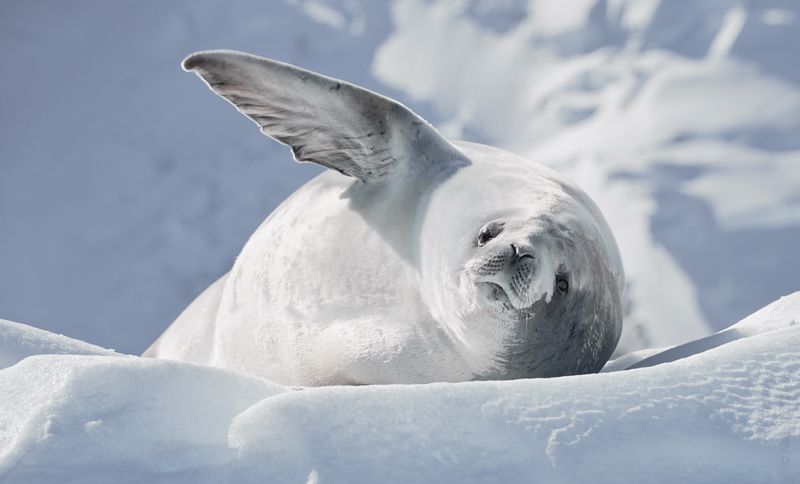 Антарктида Антарктика Antarctica  Привет  фото превью