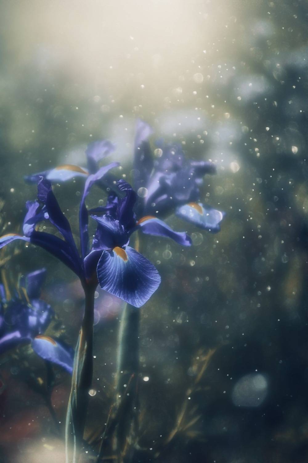 макро, macro, цветы, flower, лето, summer, ирис, Julia Kaissa