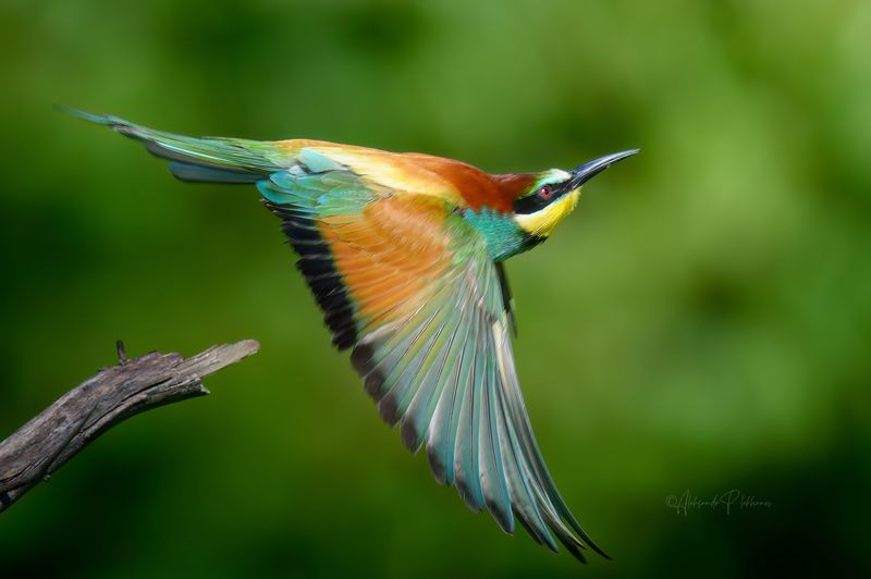 bee-eater, wildlife Веер фото превью