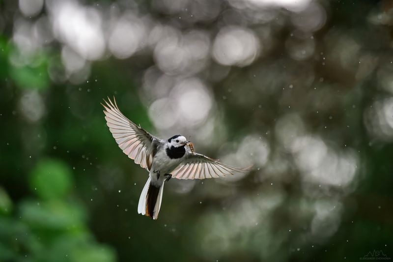Птица, трясогузка, полет Белая трясогузка фото превью