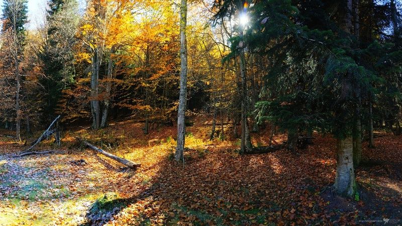 горы лес осень теберда природа пейзаж Утро в осеннем лесу... фото превью