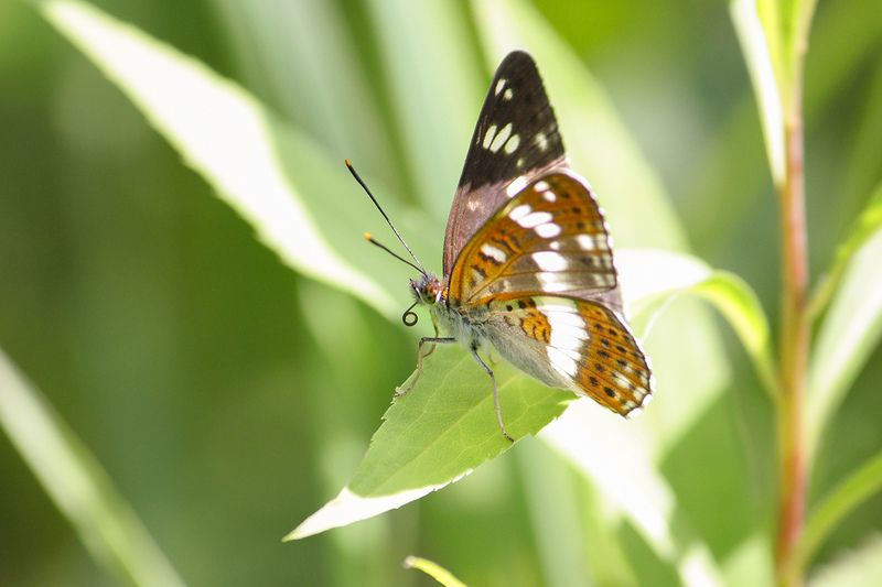 Переливница ивовая фото превью