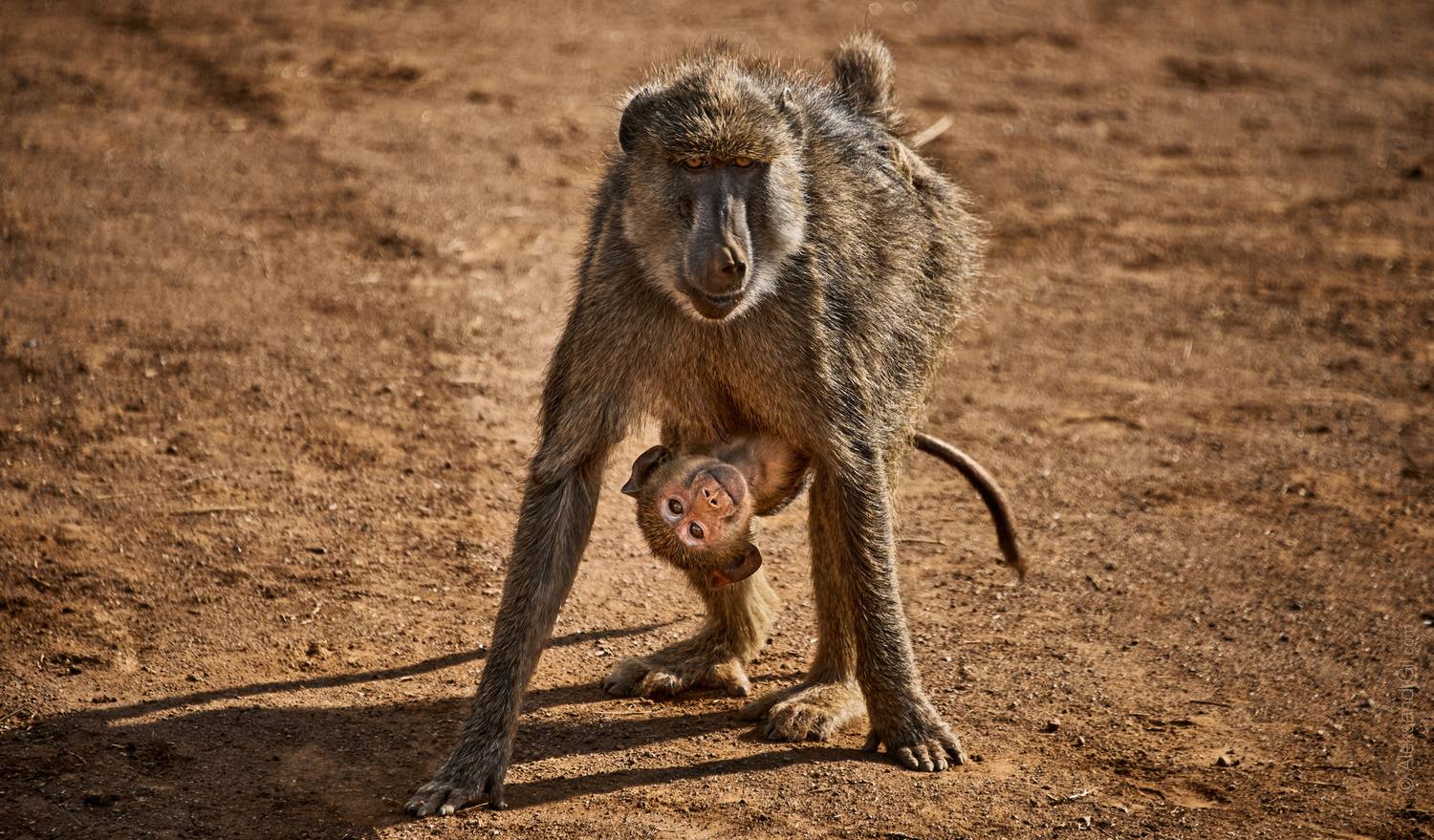 , Гиль Александр