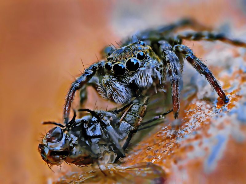 Фатальность фото превью