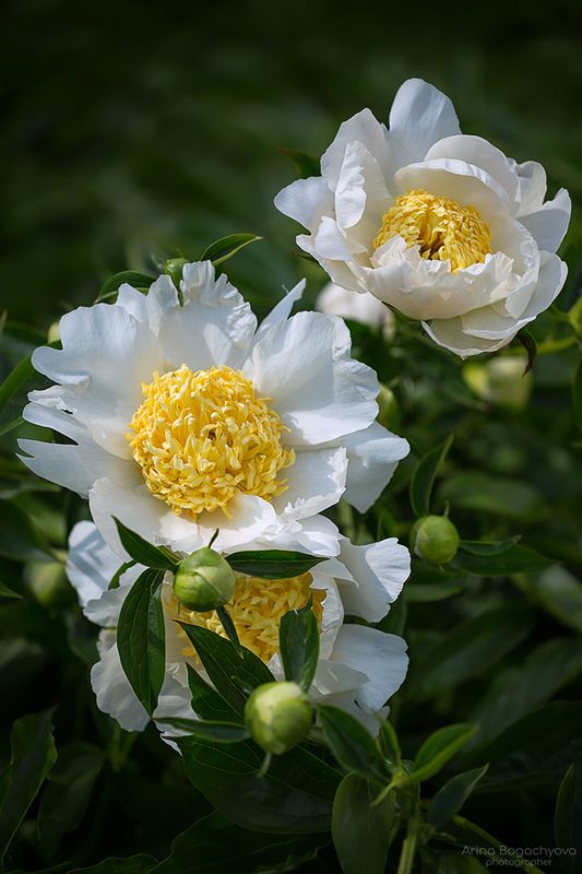 Белые пионы фото превью