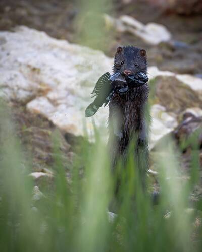 Mink looking over with his catch