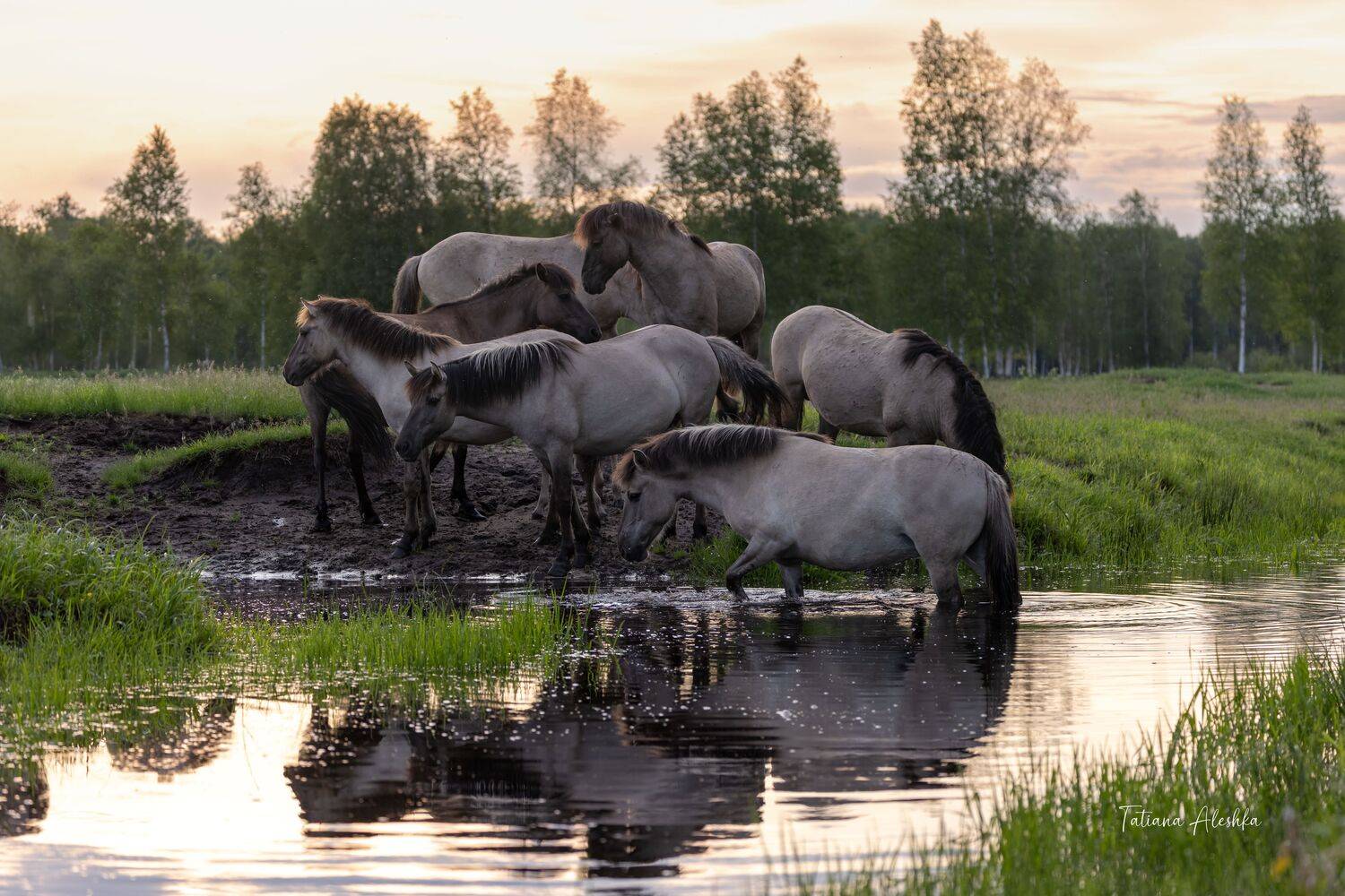 , Алешка Татьяна