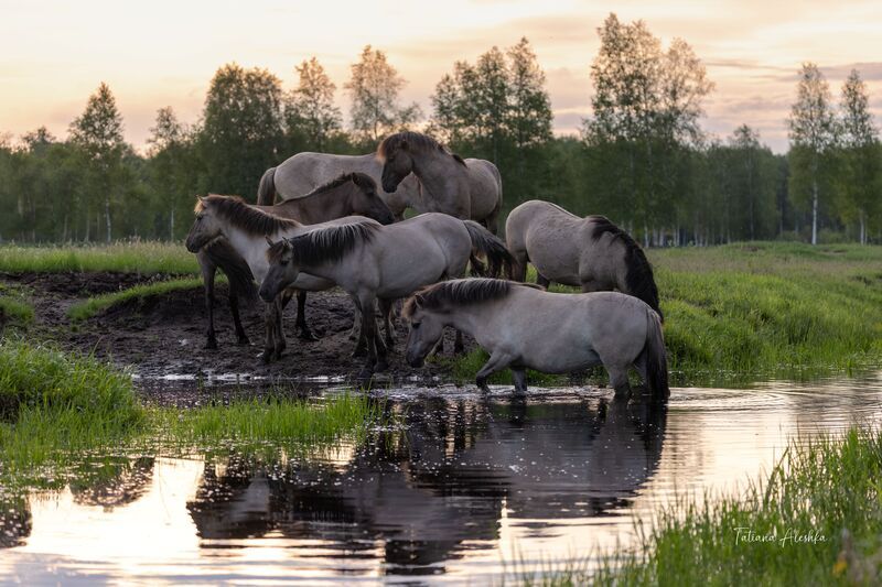 На рассвете (тарпановидные лошади) фото превью