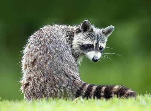 Енот-полоскун -Raccoon