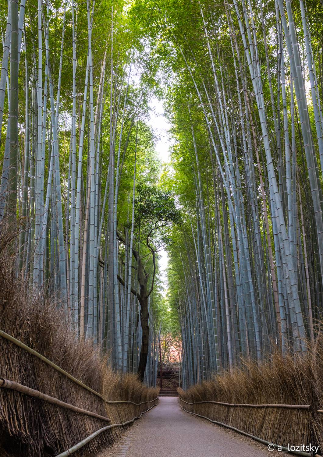, Лозицкий Александр