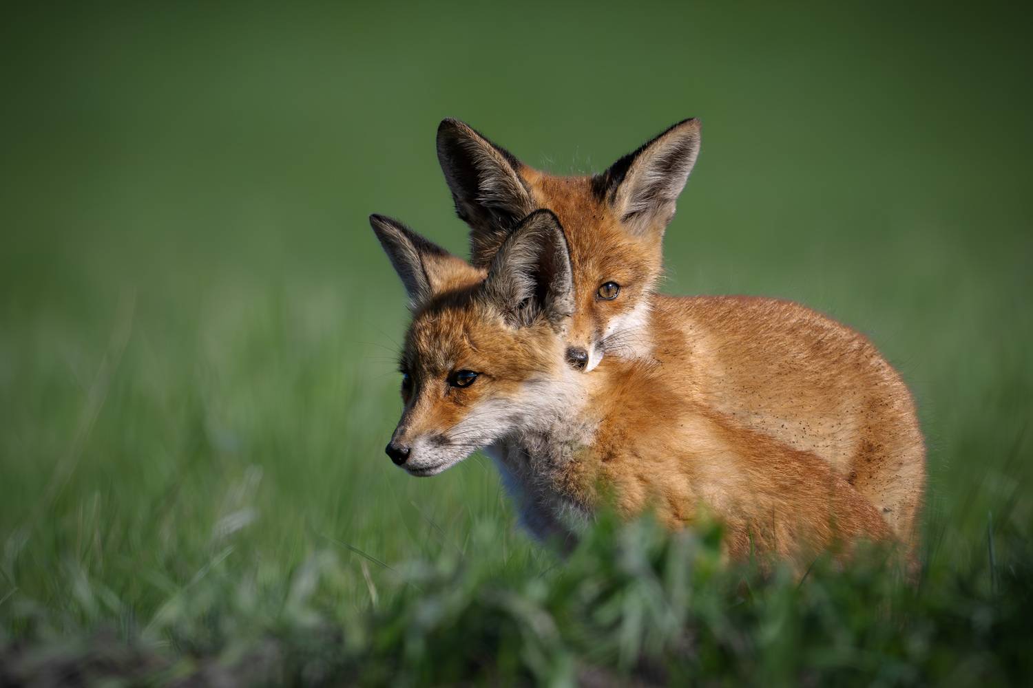 , Владимир Ежов