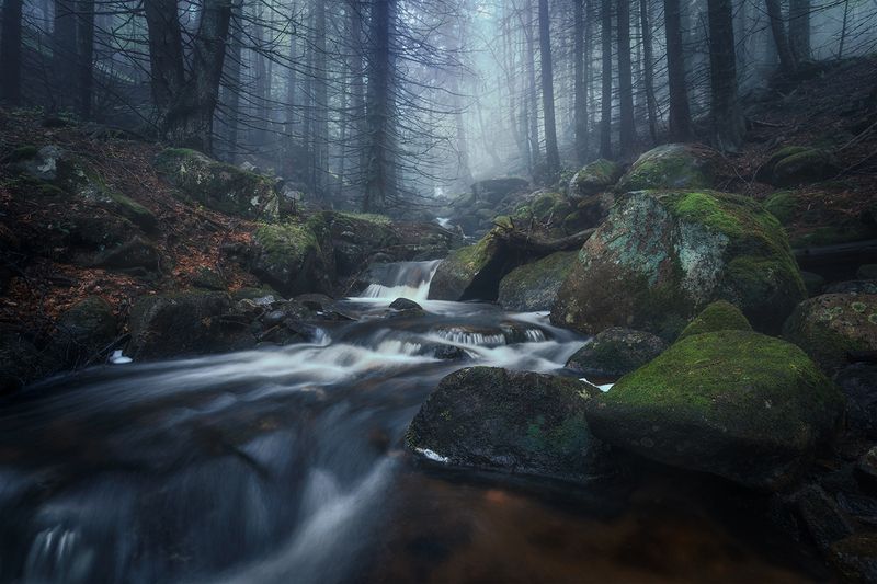 Through the forest canopy / Сквозь полог леса фото превью