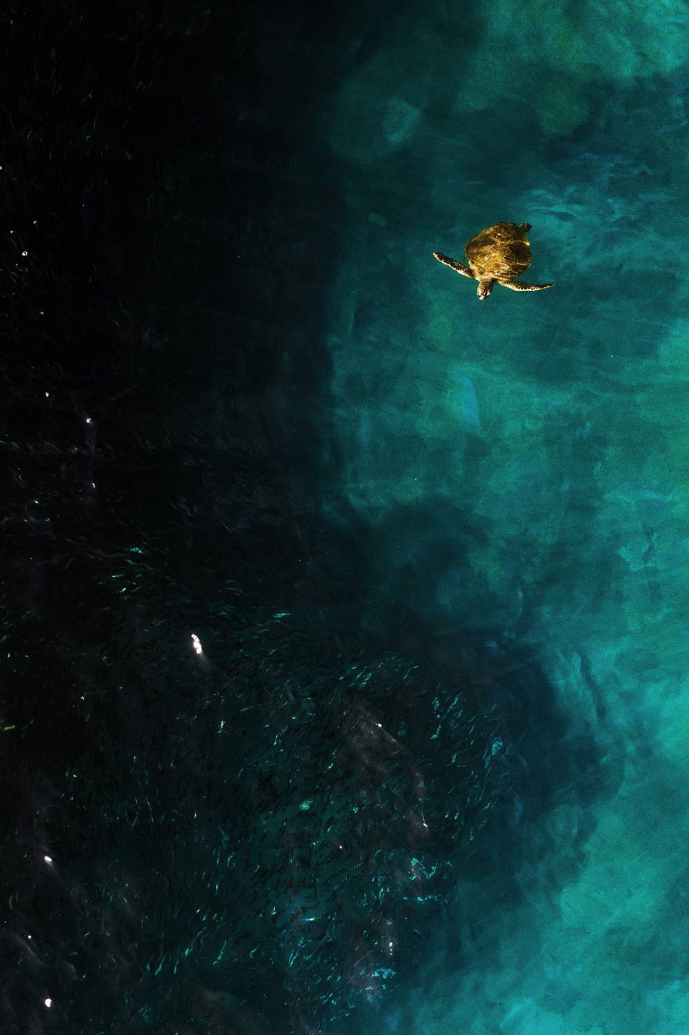 olive turtle, turtle, Olive ridley sea turtle, Olive ridley turtle, sea turtle, морская черепаха, черепаха, Сергей Гарифуллин