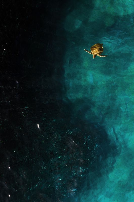 olive turtle, turtle, Olive ridley sea turtle, Olive ridley turtle, sea turtle, морская черепаха, черепаха Косяк рыбы и оливковая морская черепаха фото превью