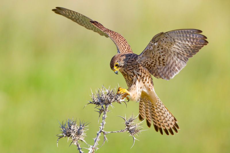 Common kestrel фото превью