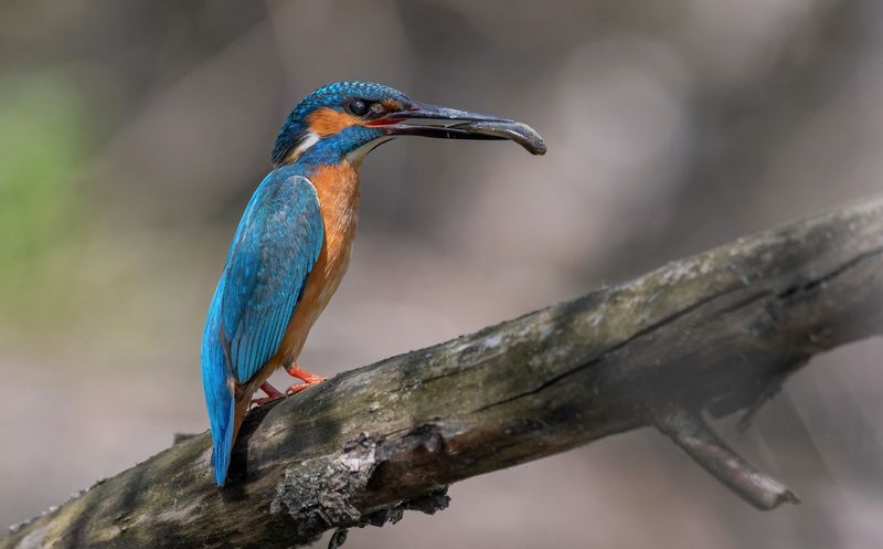 зимородок, птицы, весна, лето, фотоохота, рыба, рыбалка На рыбалке фото превью