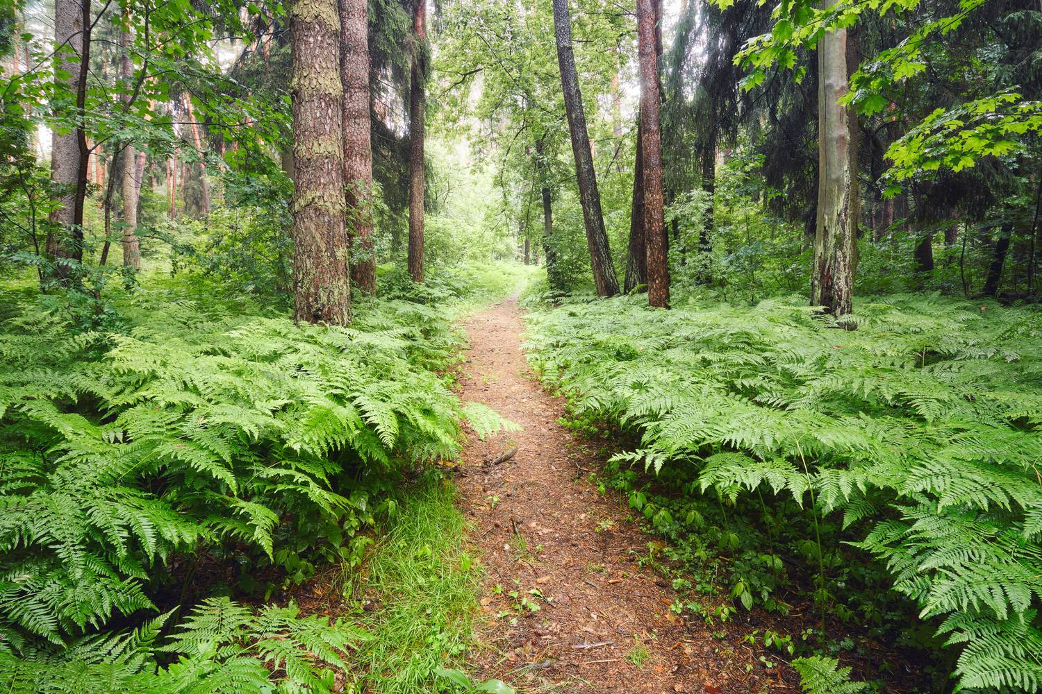 лес, деревья, листва, свет, Валерий Вождаев