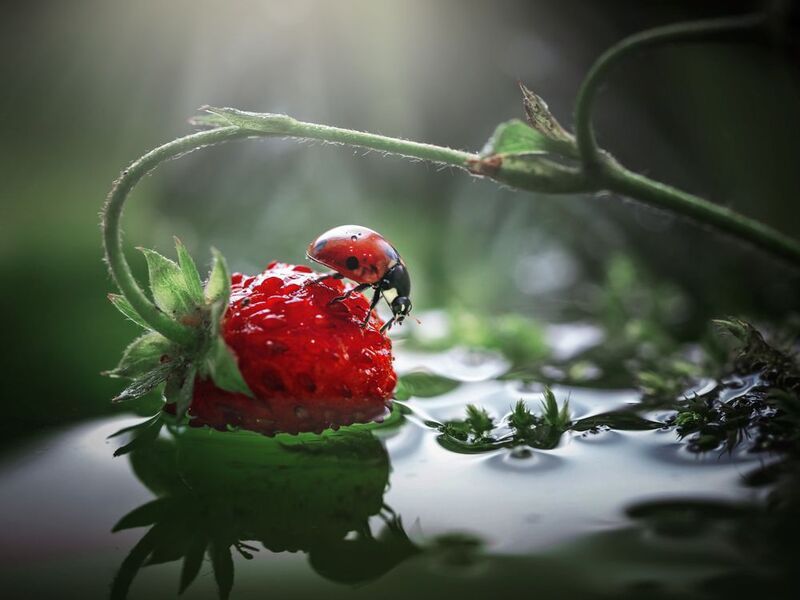 Летняя свежесть фото превью