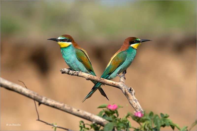 птицы,пара,щурки,не,по,пути Не по пути ) фото превью