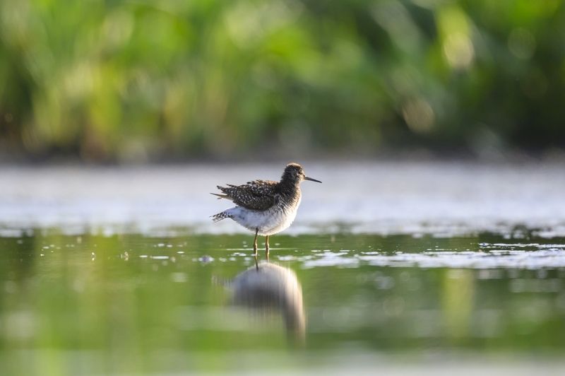 Поручейник фото превью