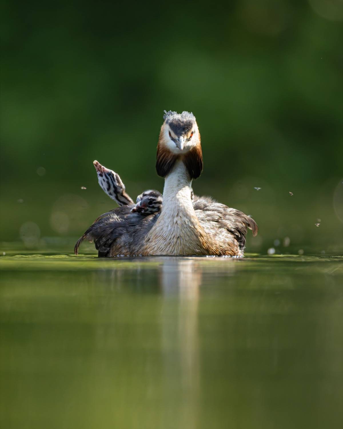 чомга, птенцы, птицы, поганка, большая поганка, Руслан Pl