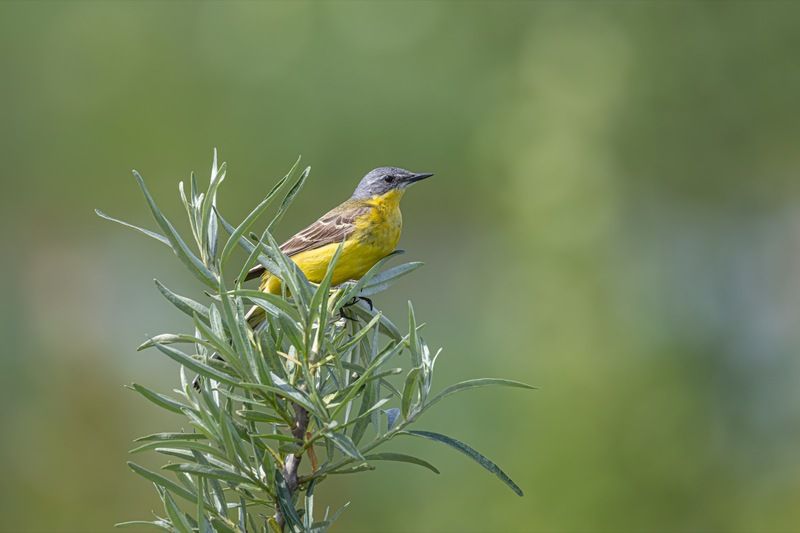 желтая трясогузка, трясогузка, птицы Желтая трясогузка фото превью