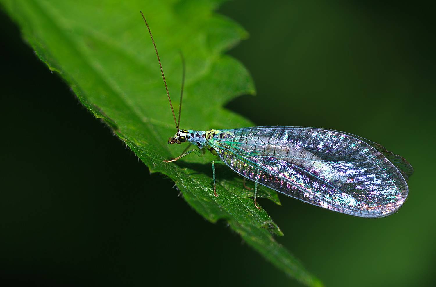 насекомые, златоглазка, лето, июнь, Борис Новиков