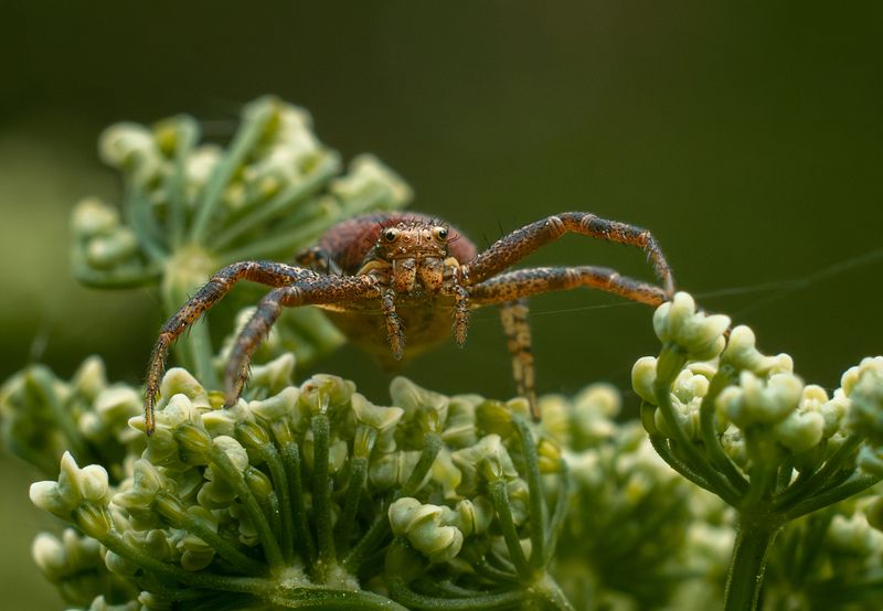 ... фото превью