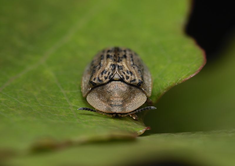 (Cassida nebulosa )  фото превью