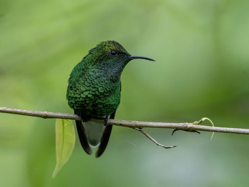 Coppery-headed Emerald фото превью