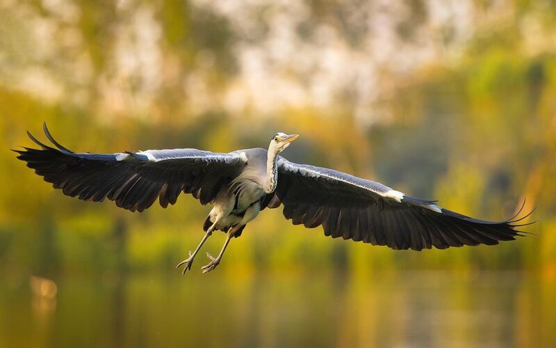 Heron фото превью