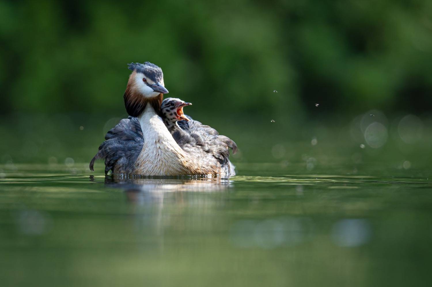 чомга, птенцы, птицы, поганка, большая поганка, Руслан Pl