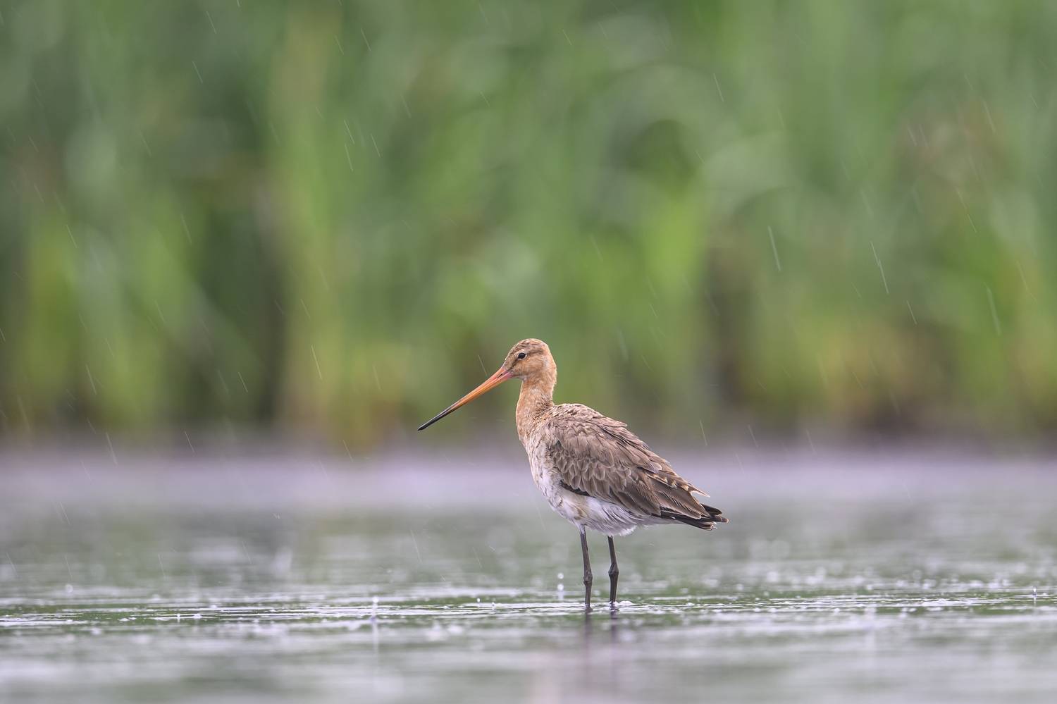 , Пупонин Сергей