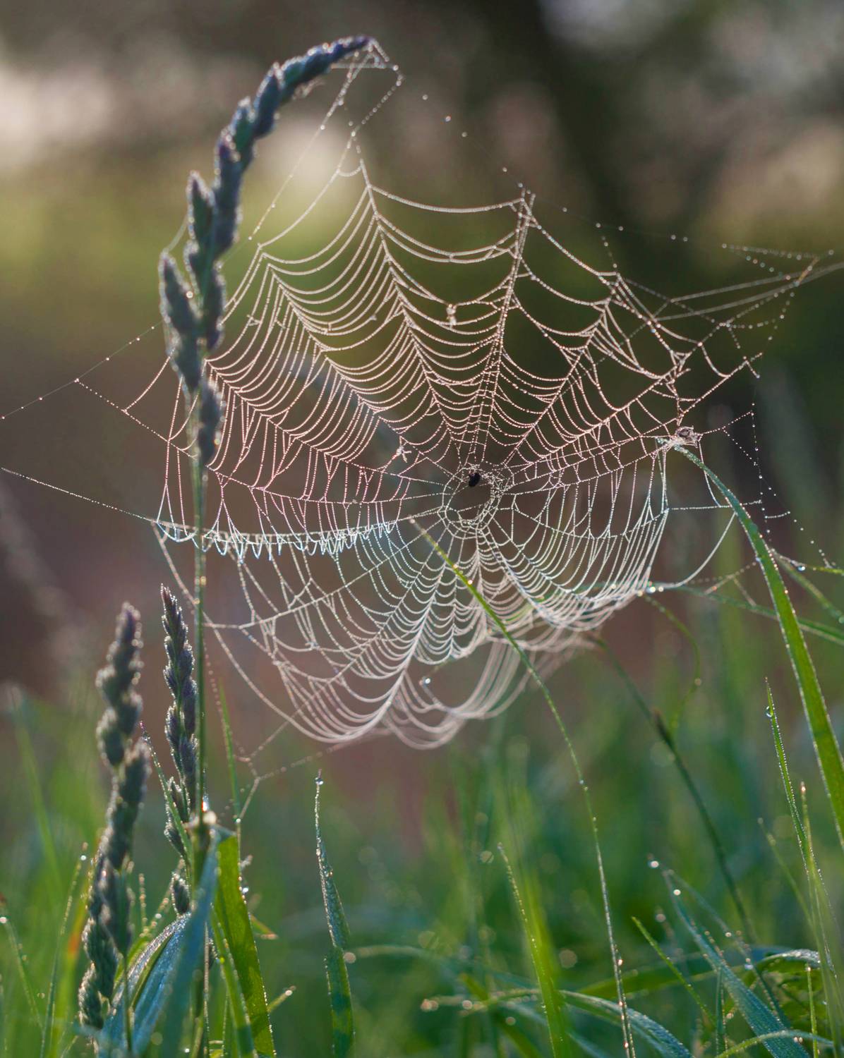 паутинка, лето, роса, Свистков Александр