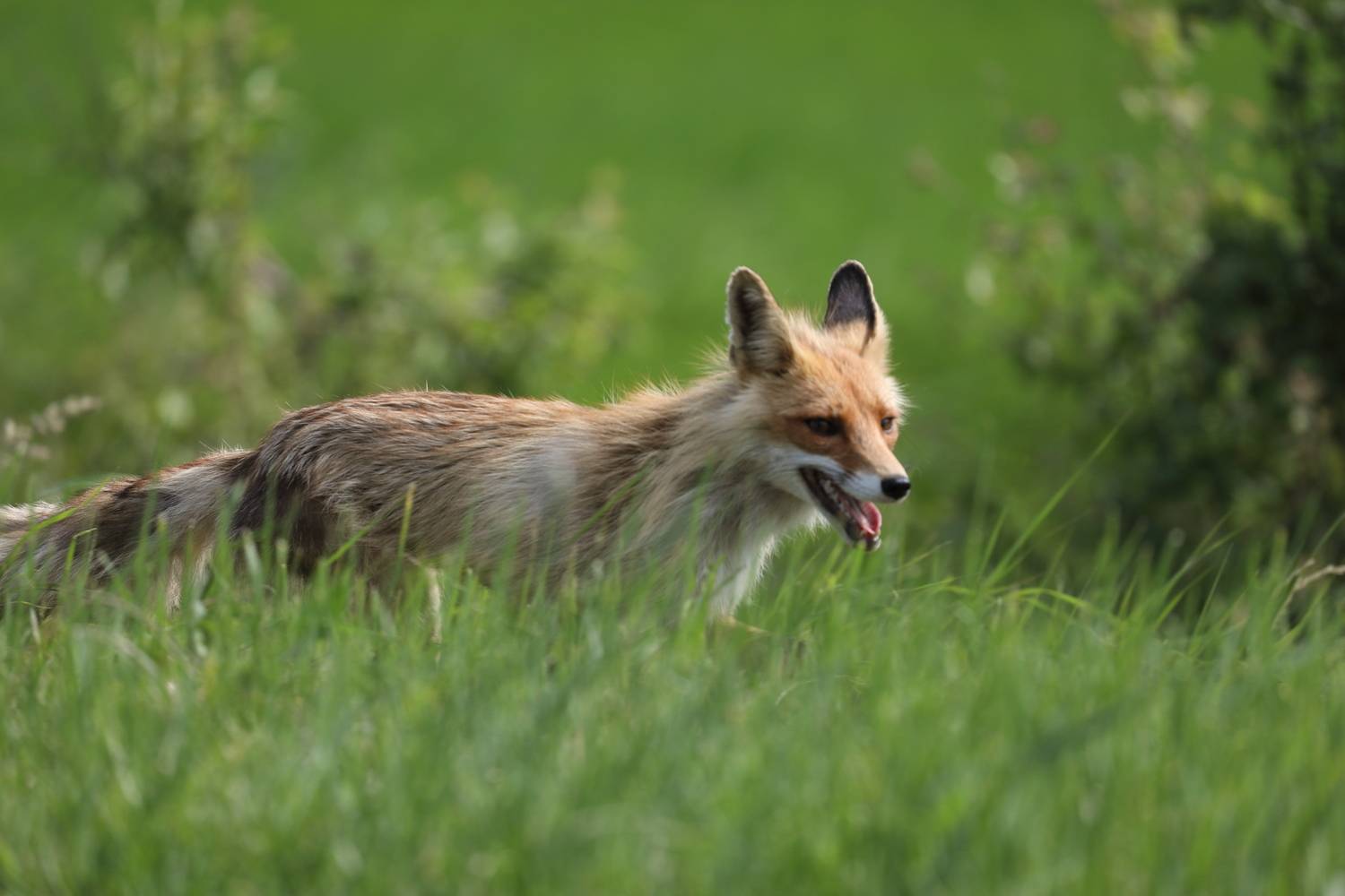 природа, средняя полоса, россия июнь, фауна, млекопитающие, звери, лиса, лисица, анималистика, Владимир Шебаршенко