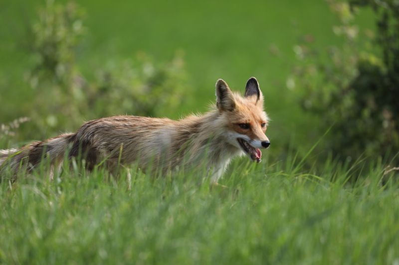 природа, средняя полоса, россия июнь, фауна, млекопитающие, звери, лиса, лисица, анималистика Жаркий июнь фото превью