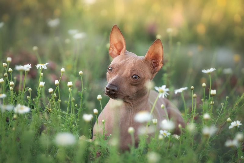 Цветочек фото превью