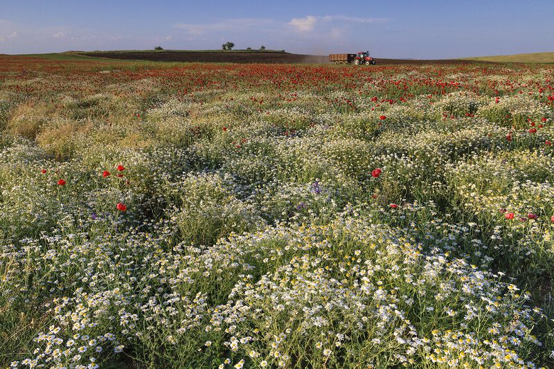 Цветение в Крыму фото превью