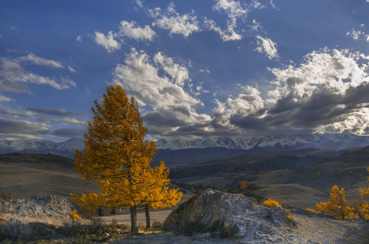россия, горный алтай,осень, лиственницы,ближе к вечеру, Поляков Андрей