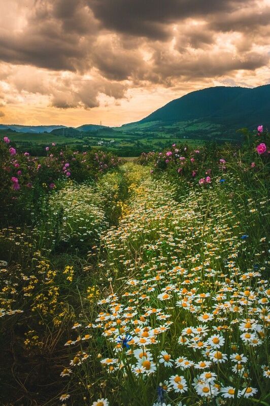 Ромашки фото превью