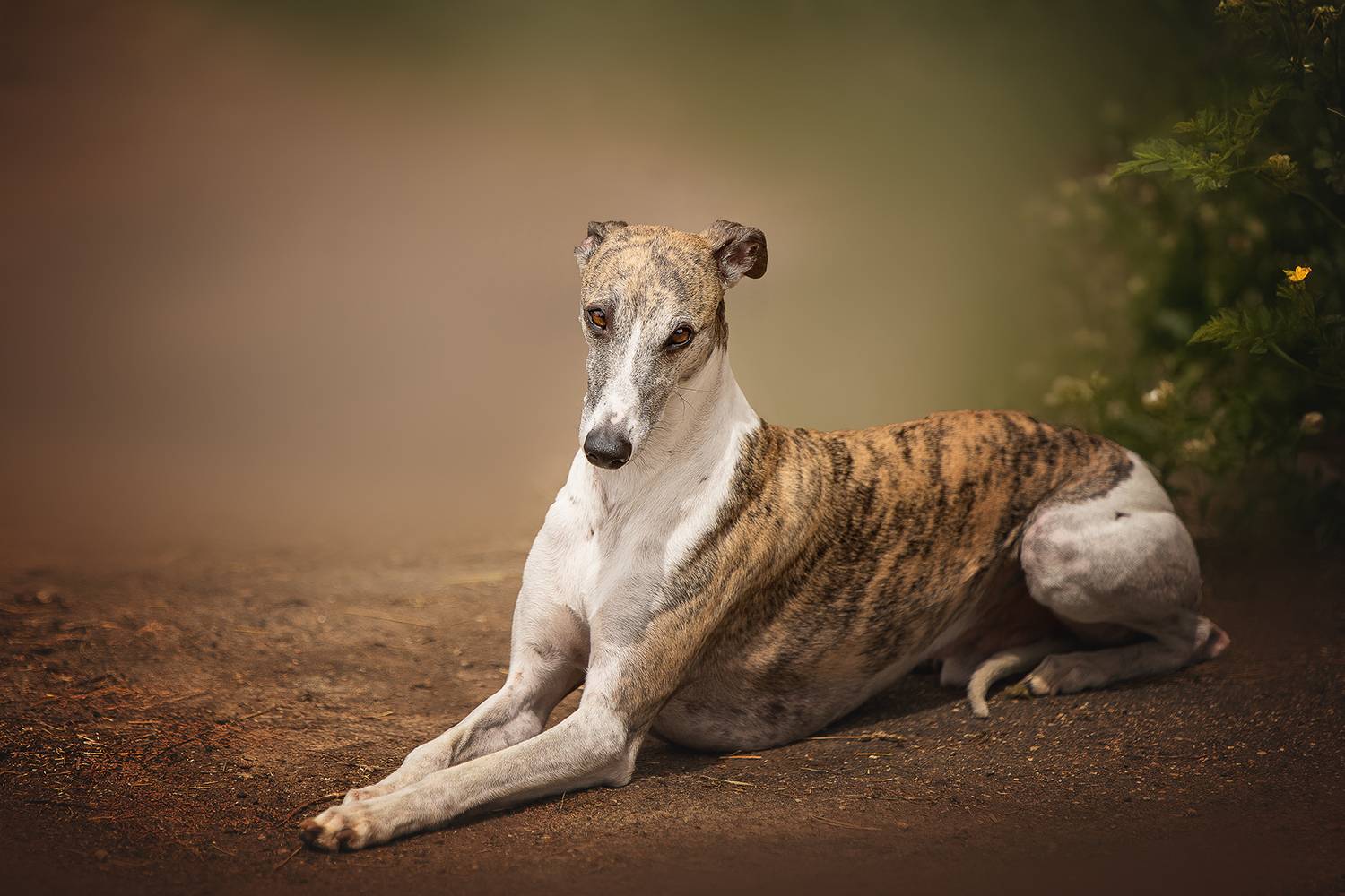 , Елена Самусенкова