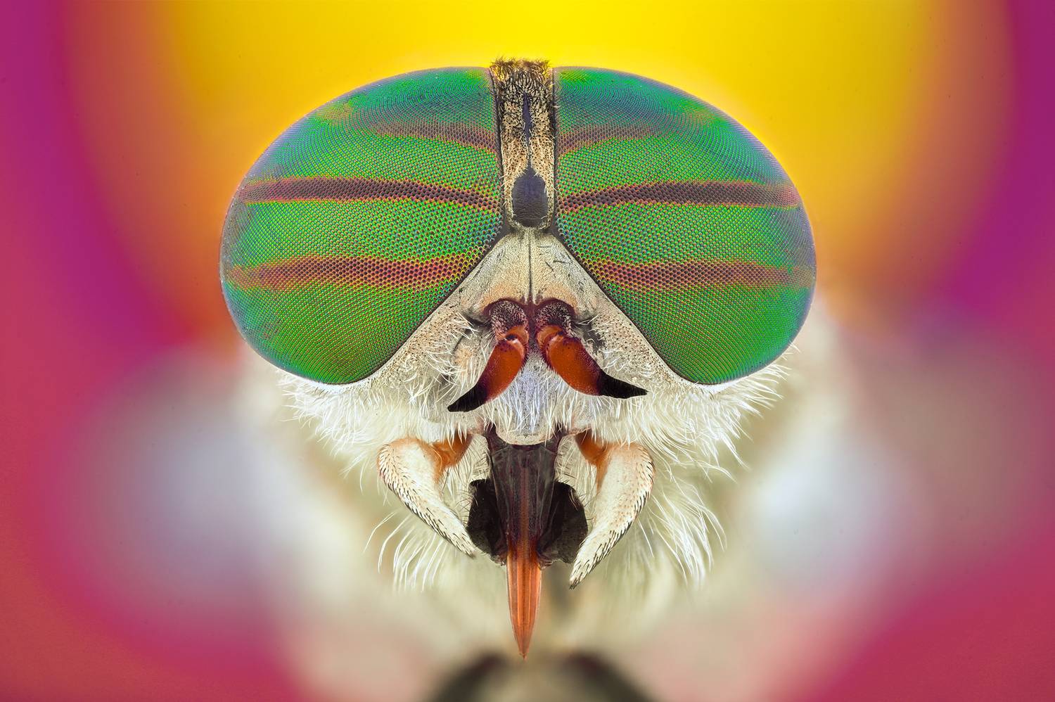 ceclii, macro, Ganev Tsvetan