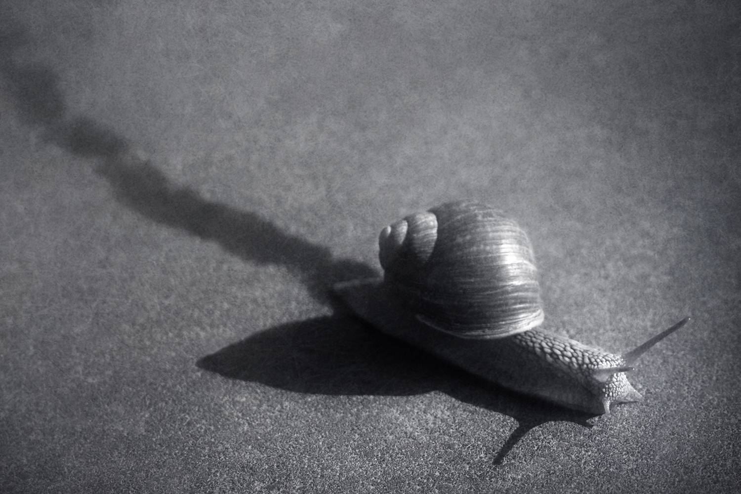 чб, улитка, Сергей Кот