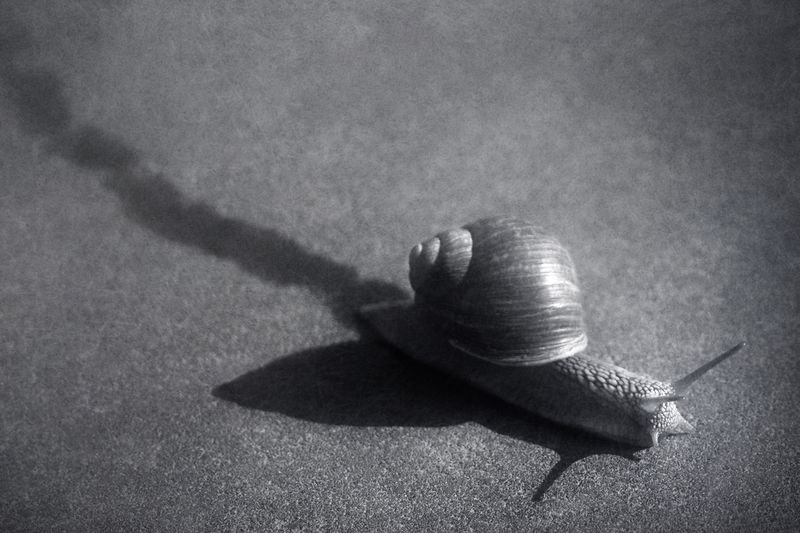 чб, улитка Рождённый ползать. фото превью