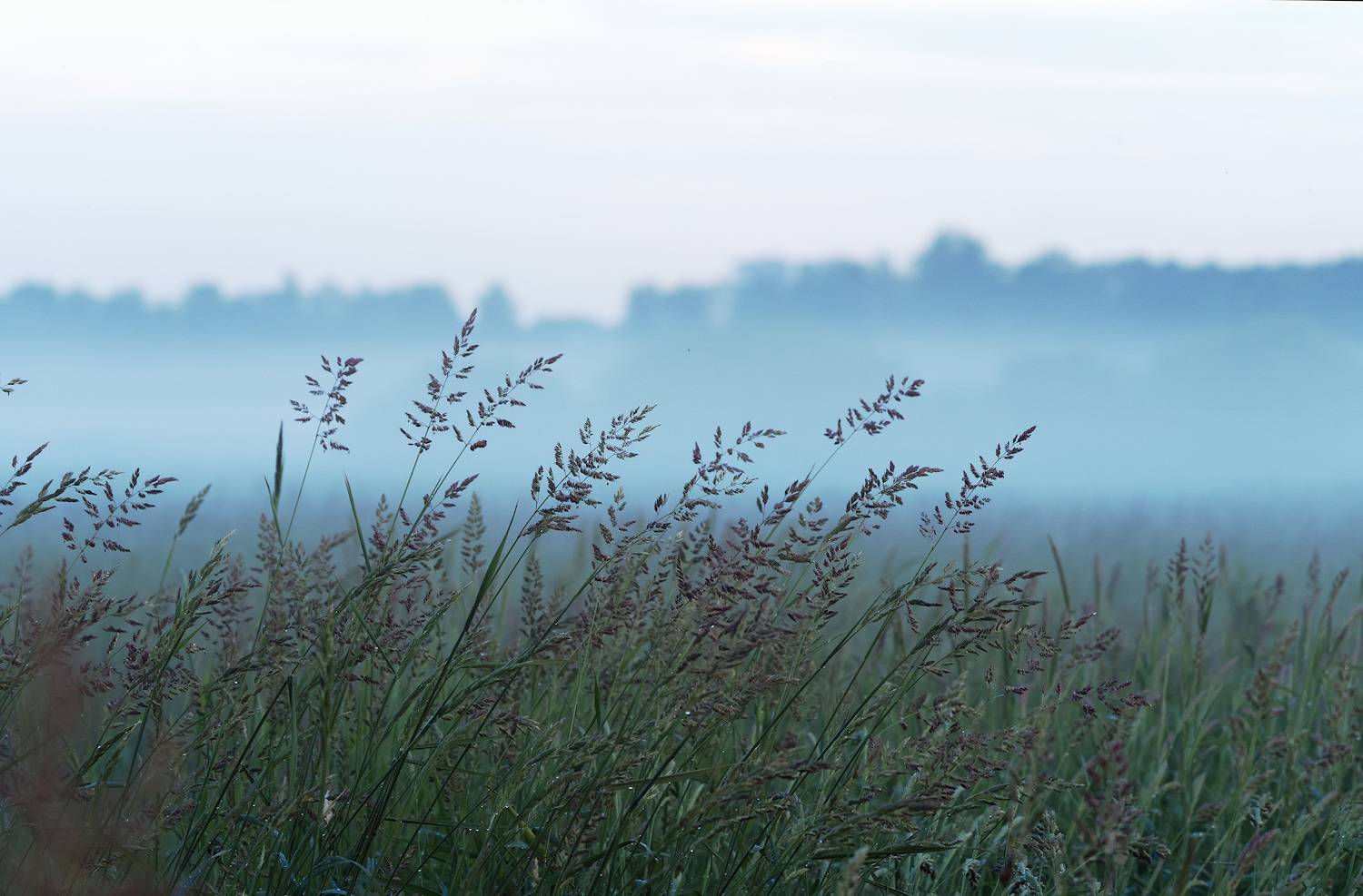 поле.вечер.туман, Александр Смолкин