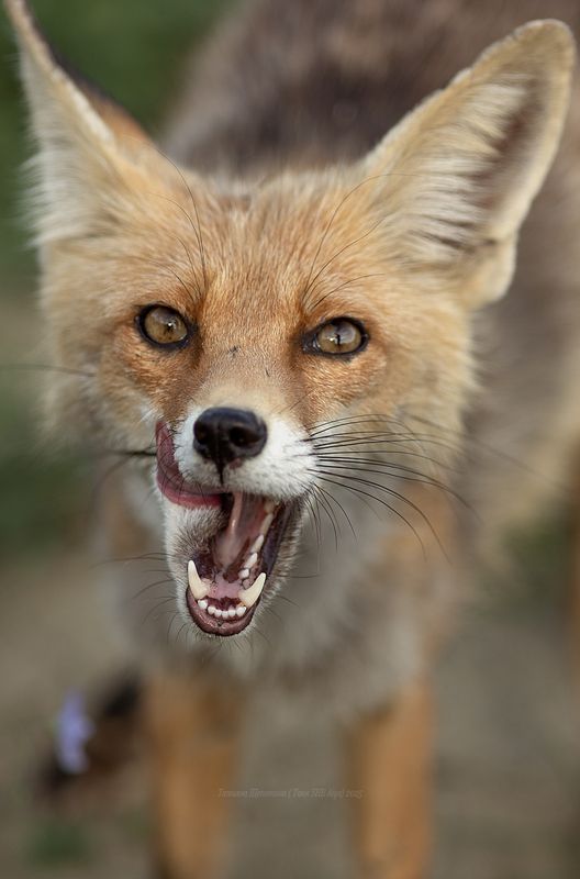 лиса, лисы, новый свет, судак, животные, крым Лиса новосветская фото превью