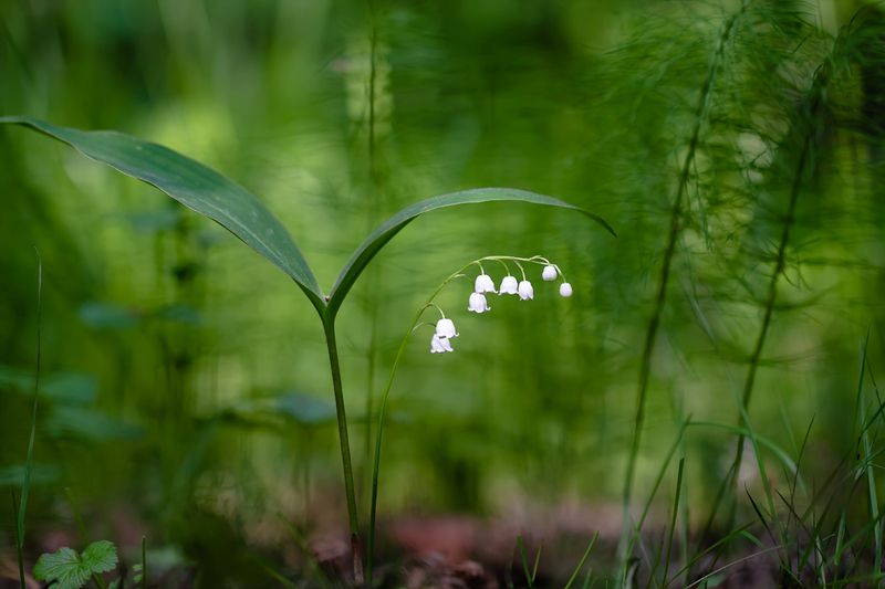 .... фото превью