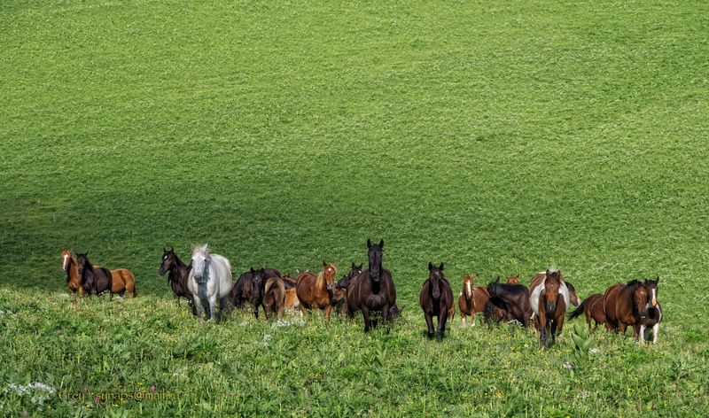 луга кони трава Лагонаки Вольные... фото превью